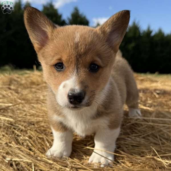 Haven, Pembroke Welsh Corgi Puppy